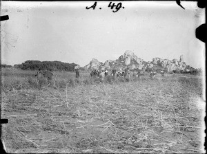 Carriers in the savannah, Tanzania, ca.1893-1920