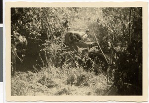 Car fighting its way through shrubland, Ethiopia, 1952