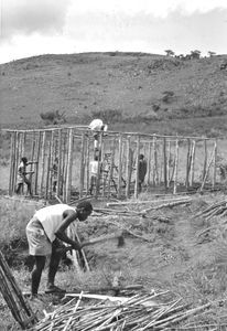 Ungdomslejr i Buhaya, Tanganyika (fra 1964 Tanzania). Lejrens opgave var at bygge nyt hus til læreren Kayungu. Arbejdet skrider fremad! (Anvendt i: Derude fra 1961)