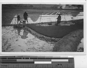 Workers in the fields at Dongan, China, 1934