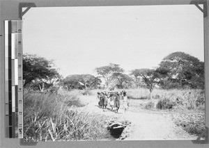 Porters carrying hides, Tanzania, ca.1898-1914