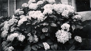 Flowers, in Madagascar