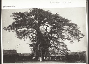 Banianen-Baum in Akropong