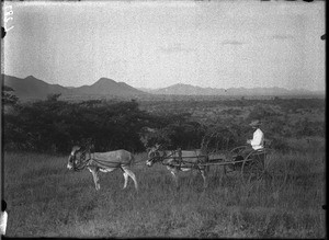 Swiss missionary on a cart, Shilouvane, South Africa, ca. 1901-1907