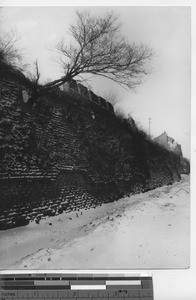 A tree growing at Fushun, China, 1937