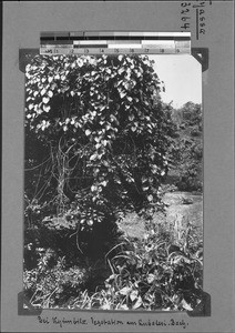 Vegetation at the Lubalesi Brook, Kyimbila, Tanzania, ca. 1898-1914