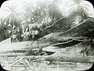 Fallen Cotton tree- Note Palms, Calabar, Nigeria, ca. 1900-1910