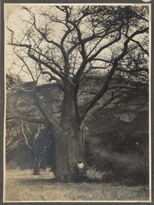 Person in front of Baobab tree, Tanzania, ca.1926-1940