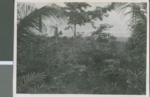 Undergrowth, Use Ndon, Nigeria, 1950