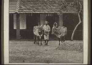 Indian man with two oxen