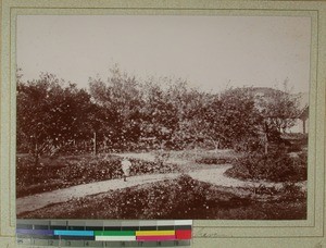 Grasshopper swarm in the garden at the Mission Station, Midongy, Madagascar, 1901
