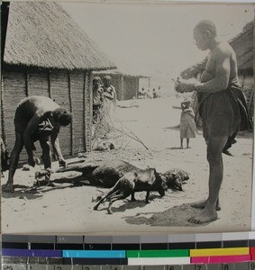 Sacrificing a calf, Mikoboke, Madagascar, 1936