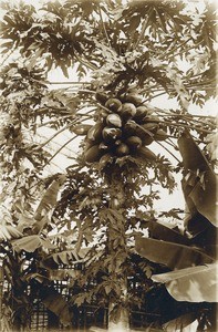 Melons tree in Ngambe, in Cameroon