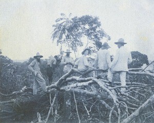 Plantation of the S.A.I.O., in Gabon