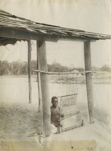 Weaver in Gabon