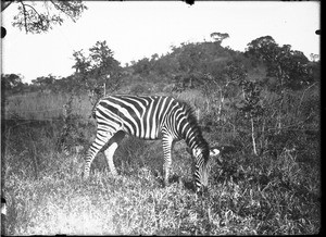 Domesticated zebra, Kouroulene, South Africa, ca. 1901-1907