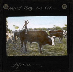 Herd Boy Sitting on an Ox, Africa, ca.1875-ca.1940