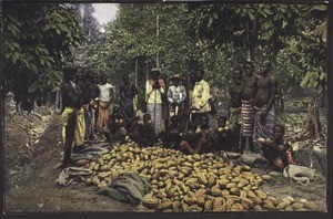 Cocoa-harvest with Bali-Weyboys, Cameroon