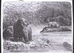 Flusspferde (Hypopotamus)