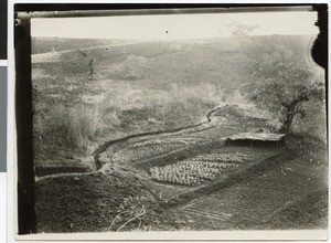 Garden, Ayra, Ethiopia, 1928