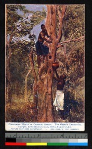 Two men gathering honey from a tree, Central African Republic, ca.1920-1940