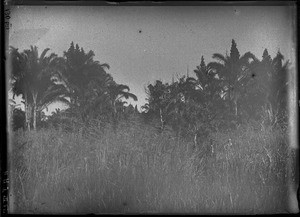 Swiss missionary and African man standing in front of palm trees, Mozambique