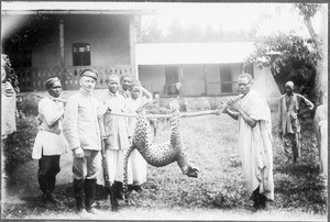 Killed Leopard, Mwika, Tanzania, ca. 1909-1914