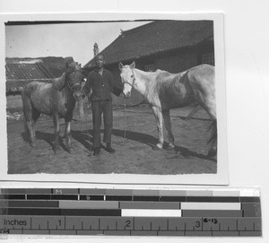 Two Chinese race horses at Xinbin, China, 1930