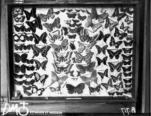 Collection of butterflies, Mozambique, ca. 1896-1911