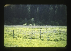 fields and trees