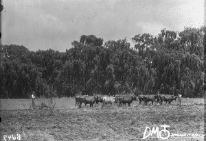 Men ploughing a field, Pretoria, South Africa, ca. 1896-1911