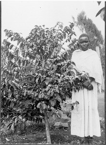 Coffee tree and African boy, Mamba?, Tanzania, ca.1909-1910