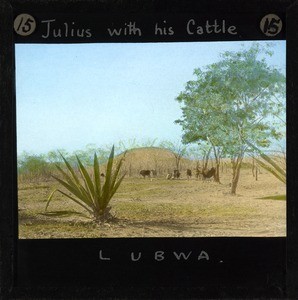 "Julius with his cattle." Photograph of a herd of cattle. The cattle are pictured at a distance and a figure can also be faintly seen. There is a small hill in the background of the picture