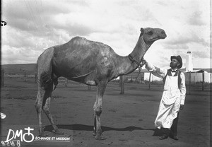 Man and camel, Pretoria, South Africa, ca. 1896-1911