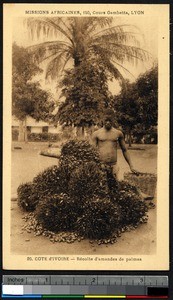 Indigenous man with almond harvest, Ivory Coast, ca.1900-1930