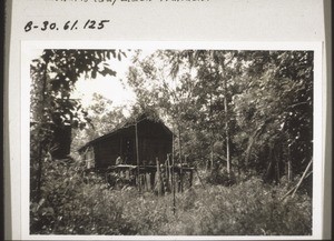 Typical Dayak house near Sukamara with its walls leaning outwards