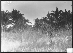 Palm trees, Mozambique