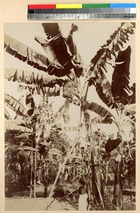 Banana harvest, Ghana, ca.1885-1895