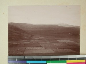 Rice fields, Madagascar, 1901