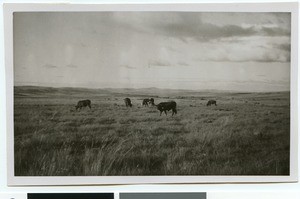 Cattle in grassland near Emmaus, South Africa