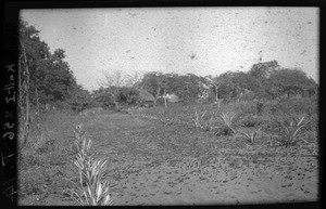 Grasshopper swarm, Mozambique, ca. 1933-1939