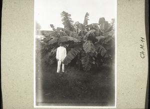 Banana plants in the garden at Hoschuwan. The missionary Kaufmann