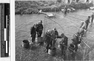 Emptying a fishing net, Hikone, Japan, ca. 1937