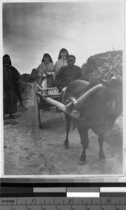 Maryknoll Sisters traveling with oxcart, Yeung Kong, China, ca. 1923