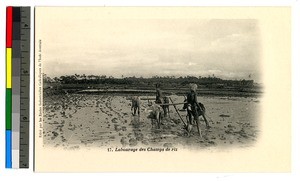 Men plowing rice fields, India, ca.1920-1940