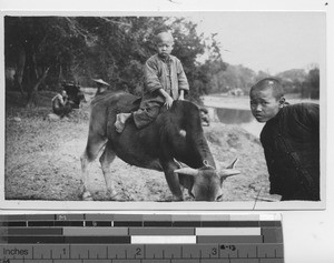 A boy riding a calf at Rongxian, China, 1933