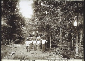 Auf dem Weg nach Buea (Kamerun). Miss. Leimenstoll, Kakaopflanzung mit Schutzbäumen