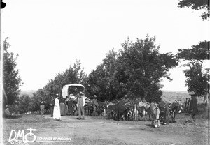 Donkey-drawn wagon, Elim, Limpopo, South Africa, ca. 1896-1911