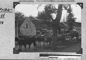 People and oxen in front of a shop, Genadendal, South Africa