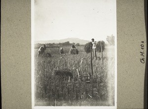 Cutting rice. The rice is carried home and threshed on the threshing floor